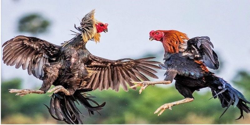 Chọn gà tham gia đá gà đòn qua dáng mỏ