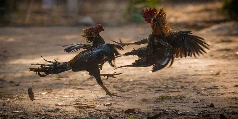 Đá gà đòn là hình thức giải trí đầy kịch tính