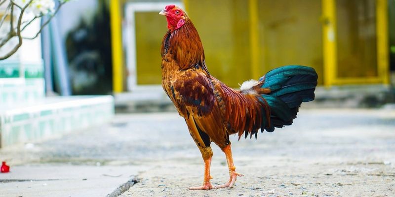 Dựa vào tiếng gáy để chọn chiến kê có khả năng chiến đấu mạnh mẽ