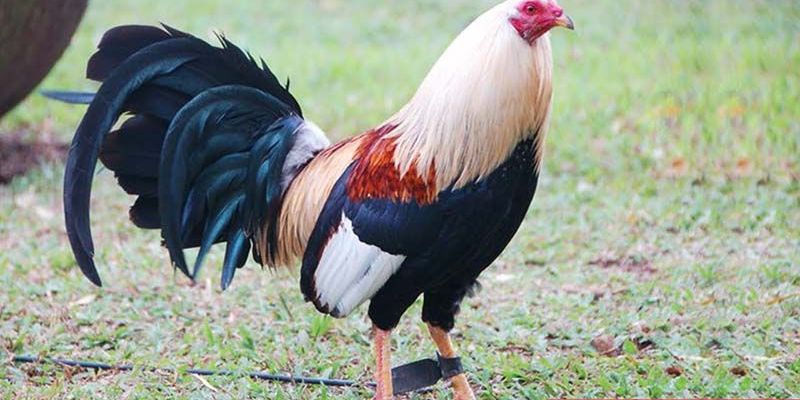 Gà chọi Mỹ - Một trong những dòng chiến kê được nhiều người yêu thích