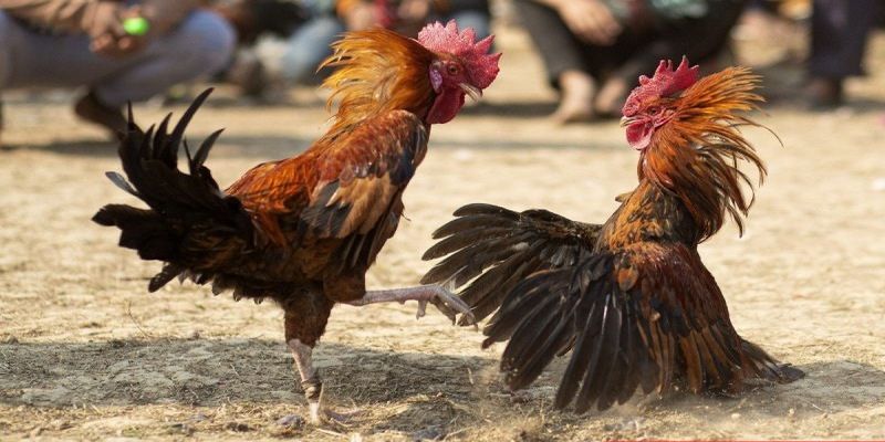 kinh nghiệm đá gà cựa sắt