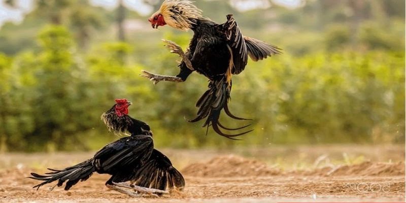 Lựa chọn sân chơi an toàn là kinh nghiệm đá gà online cực kì quan trọng