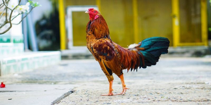 Luật lệ đá gà đòn kê thủ cần nắm rõ