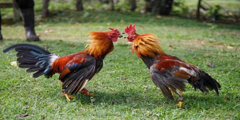 Tìm hiểu về các dòng gà đá hiện nay