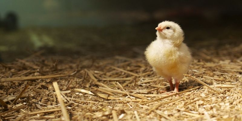 Tùy vào từng giai đoạn khác nhau của gà con để bổ sung chất dinh dưỡng
