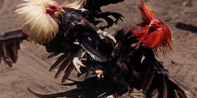 các thế đá của gà đòn