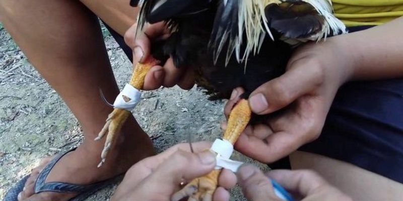 Cách Băng Cựa Gà Đá