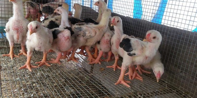 Cách chăm sóc gà chọi con thông qua việc chọn giống chất lượng