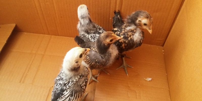 cách chăm sóc gà chọi con