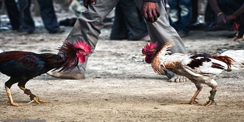 Cách đá gà mạng luôn thắng là nắm rõ cách chơi chọi kê trực tuyến