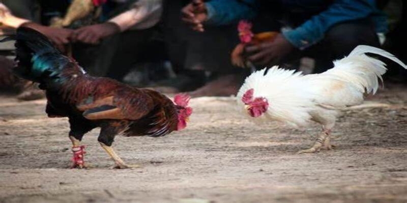 Cách Đá Gà Mạng Luôn Thắng
