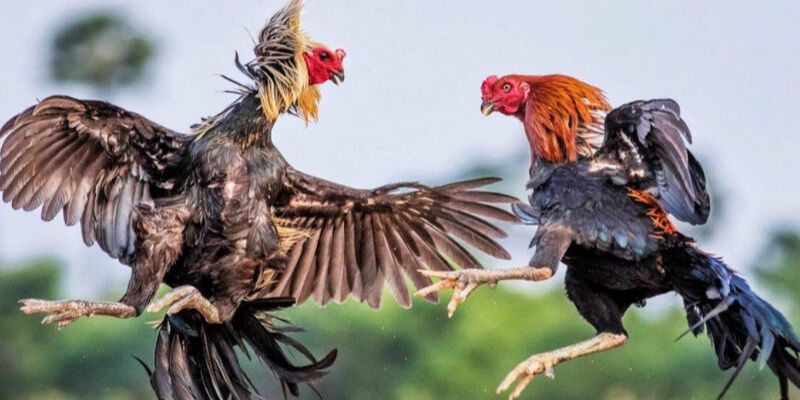 cách đổ gà đá cựa