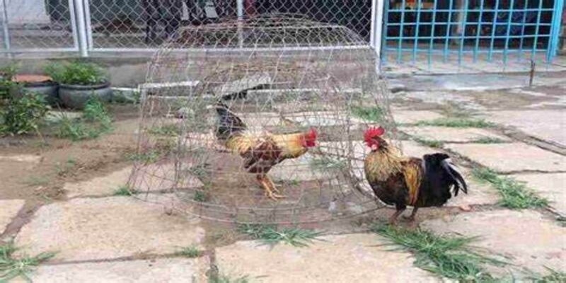 cách làm chuồng chạy cho gà đá