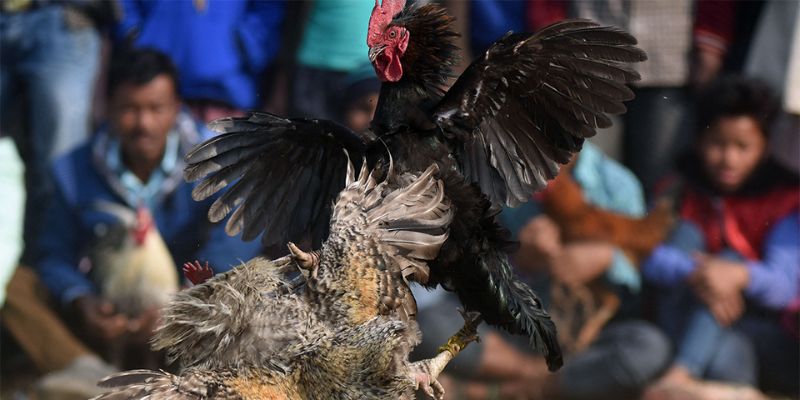 cách nuôi gà đá có lực