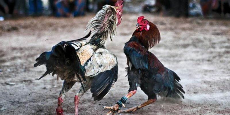 Cách vô mồi cho gà đá cựa sắt chuẩn từ chuyên gia