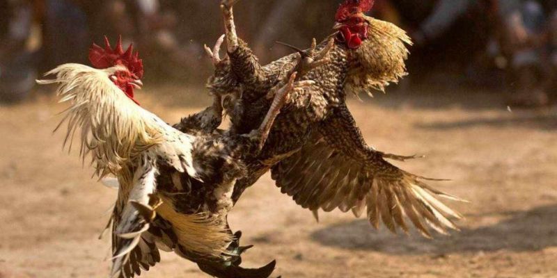 Cách vô mồi cho gà đá cựa sắt - Kỹ thuật quan trọng trong đá gà