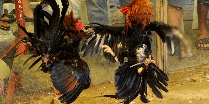 Cách Vô Mồi Cho Gà Đá Cựa Sắt