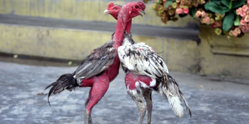 Chăm sóc gà chọi trước khi đá - tạo ra "chiến binh" vượt trội trên đấu trường