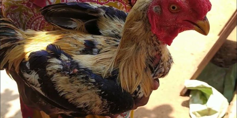 Cách Chăm Sóc Gà Chọi Trước Khi Đá