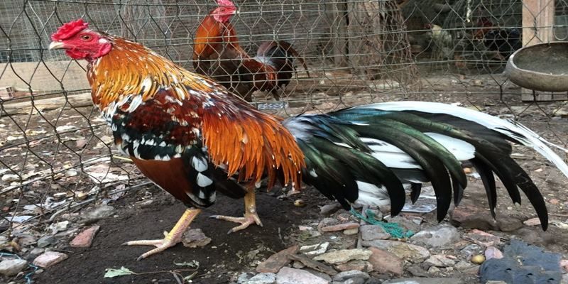 Chăm sóc và huấn luyện gà ngũ sắc chân trắng