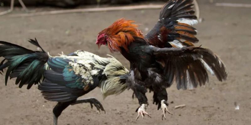 Chế độ tập luyện cho gà đá tơ