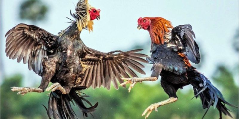 Chọn gà đá theo theo phong cách và kỹ thuật đá đặc trưng