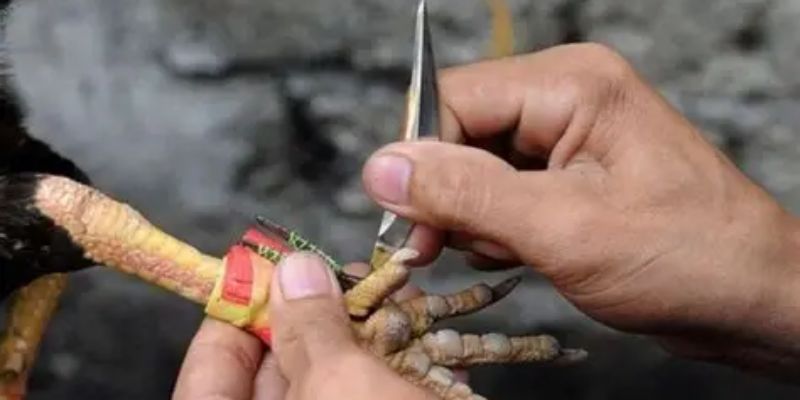 Chuẩn bị và phân loại băng cựa dễ dàng nhất