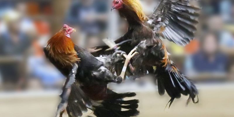 Cơ cấu và thiết kế của vô mồi