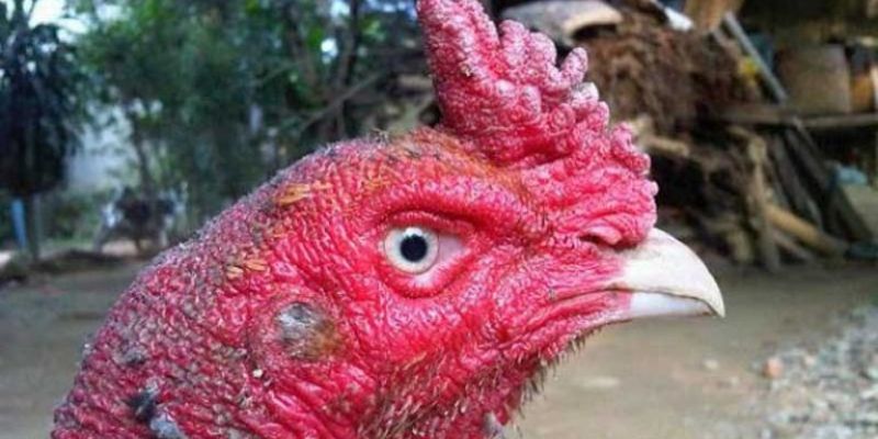 Gà Bị Kén Mép
