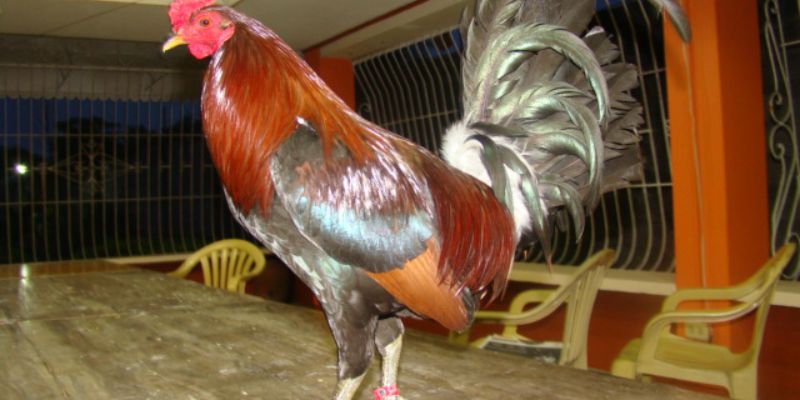 Gà Ngũ Sắc Chân Trắng