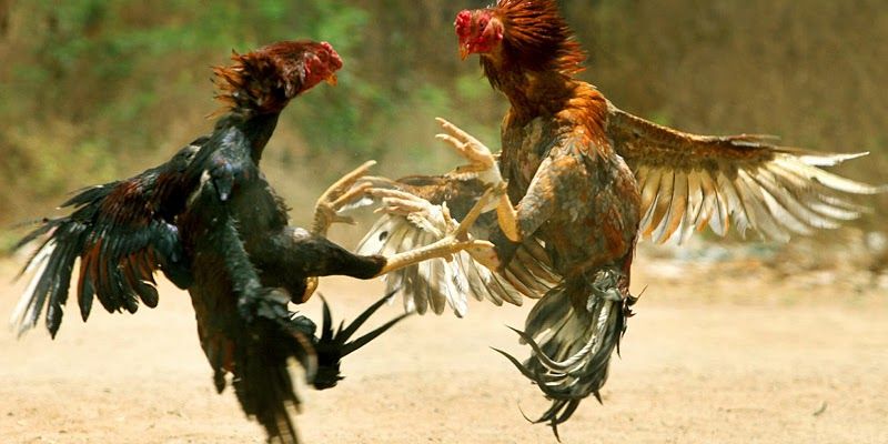 Hãy chọn môi trường ở lý tưởng cho gà đá