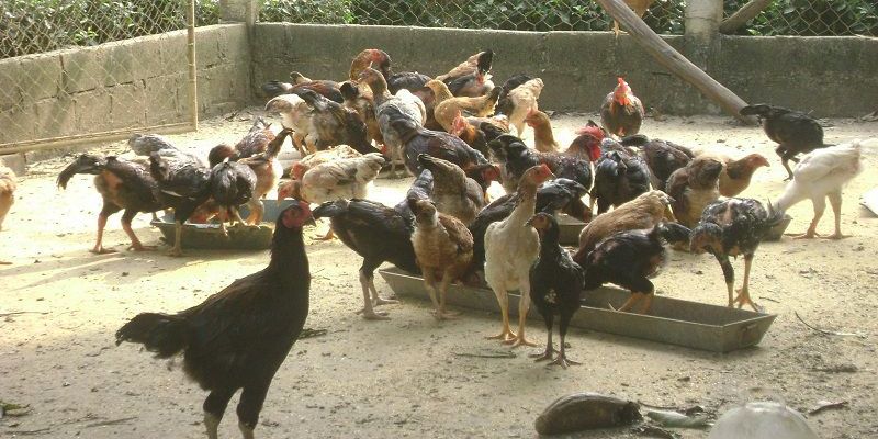 Kỹ Thuật Nuôi Gà Đá