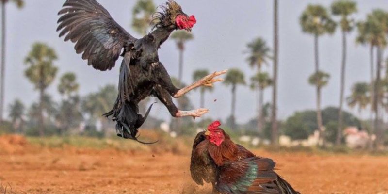 Một số lưu ý cần nhớ trong cách chọn gà đá