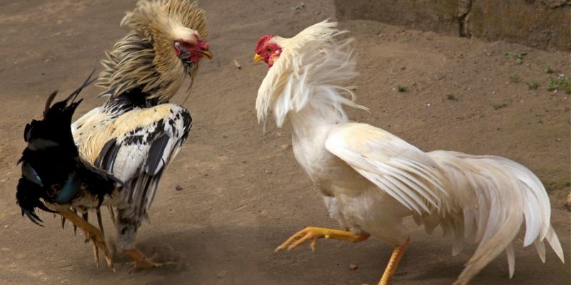 Một số lưu ý để nuôi gà mau sung