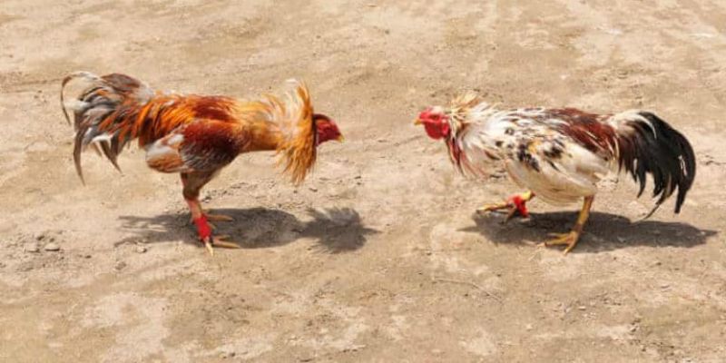 Một số lưu ý quan trọng trong cách nuôi gà đá tơ