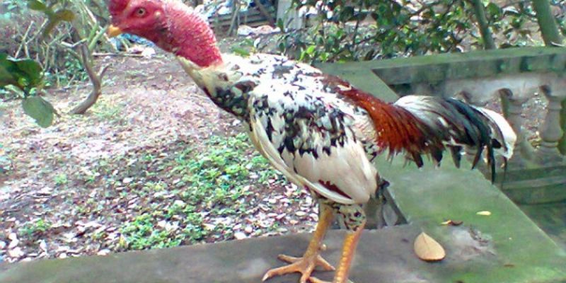 Tìm hiểu tất tần tật về gà ngũ sắc chân trắng