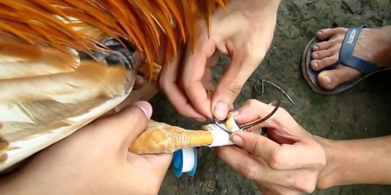 Tìm hiểu về băng cựa trong các trận đấu gà