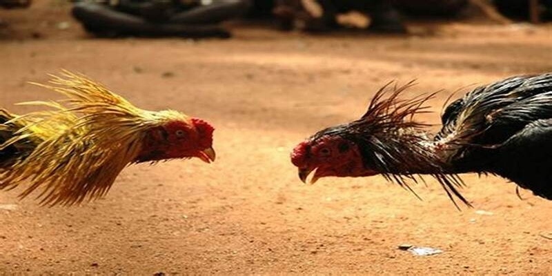 Tìm hiểu về hình thức đá gà mạng phổ biến hiện nay