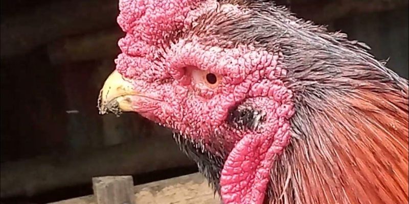 Tìm hiểu về nguyên nhân gây ra bệnh kén mép
