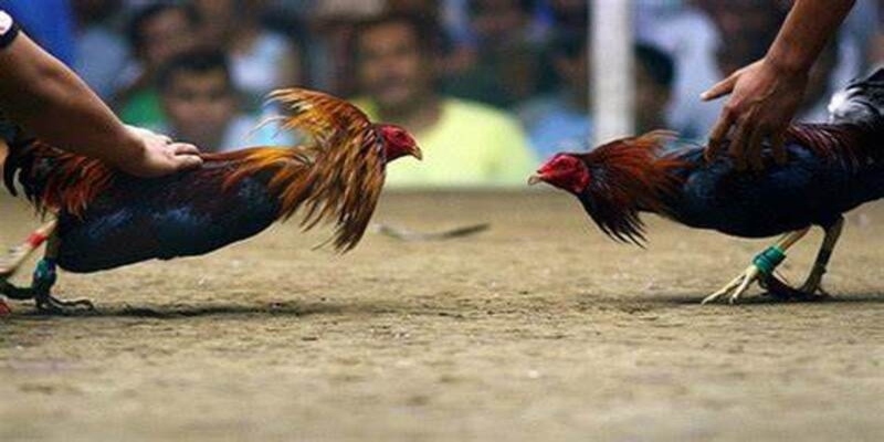 Top 3 cách đá gà mạng luôn thắng không nên bỏ lỡ