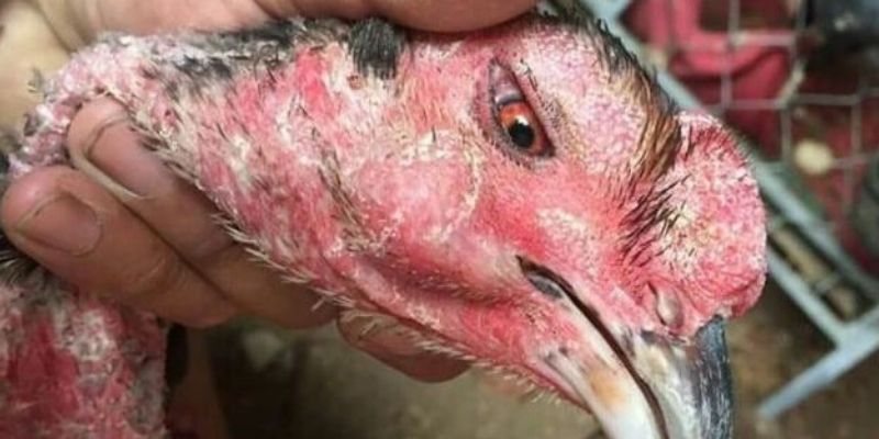 Triệu chứng của bị kén mép ở gà