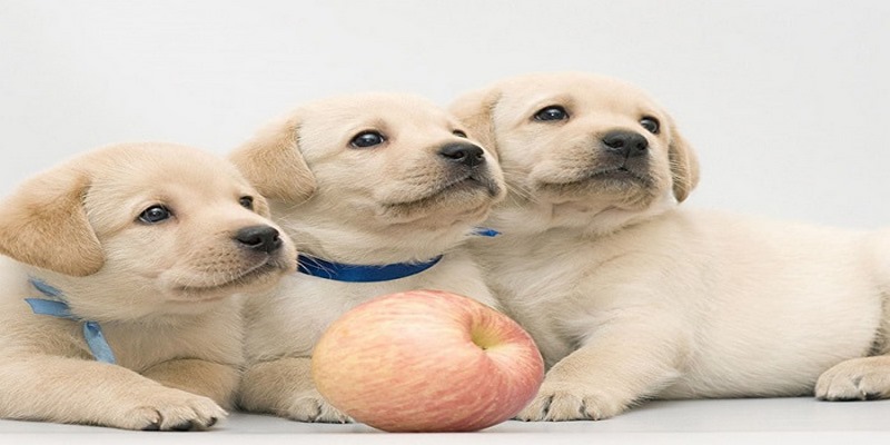 Giấc mơ thấy chó đánh con gì luôn thu hút sự quan tâm và tìm hiểu
