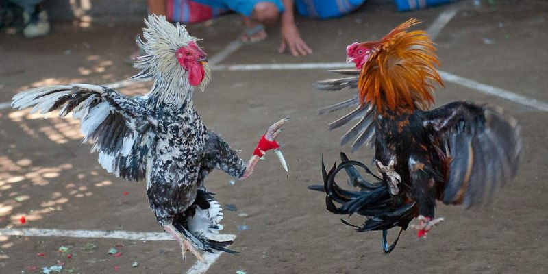 Bồ gà Campuchia có quy mô vô cùng rộng lớn