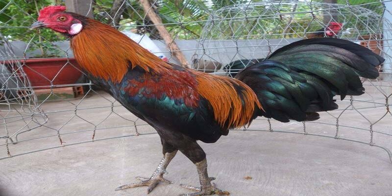 Nguyên nhân gây khò khè ở gà là gì