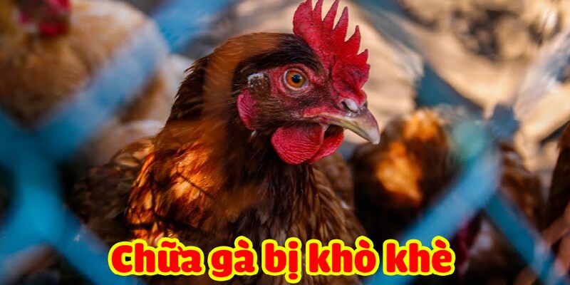 Cách Chữa Gà Bị Khò Khè Bằng Tỏi