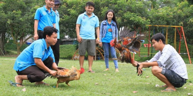 Chi tiết luật đá gà miền Bắc
