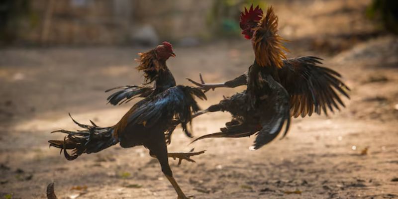 Chọi gà trực tuyến - hình thức được ưa chuộng nhất hiện nay