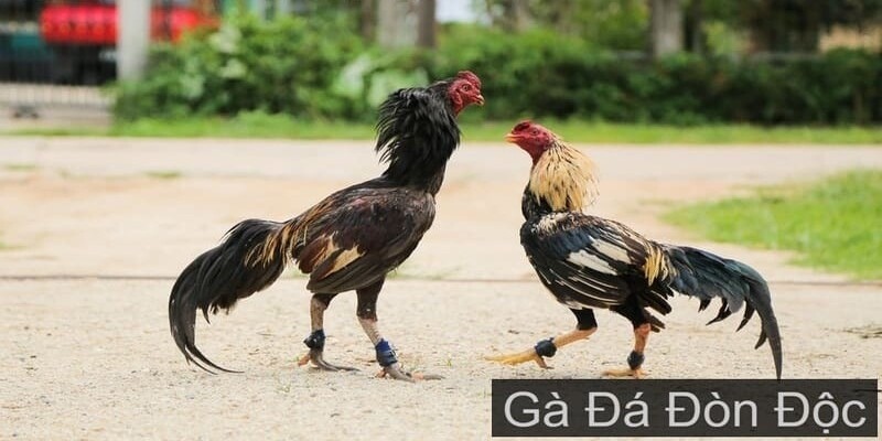 Gà Đá Đòn Độc