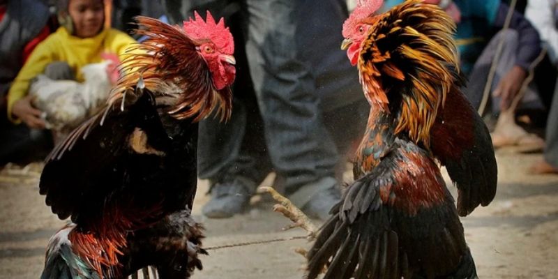 Luật đá gà miền Bắc là gì?