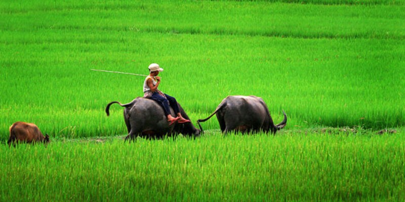 Các điềm báo xoay quanh giấc mơ thấy trâu